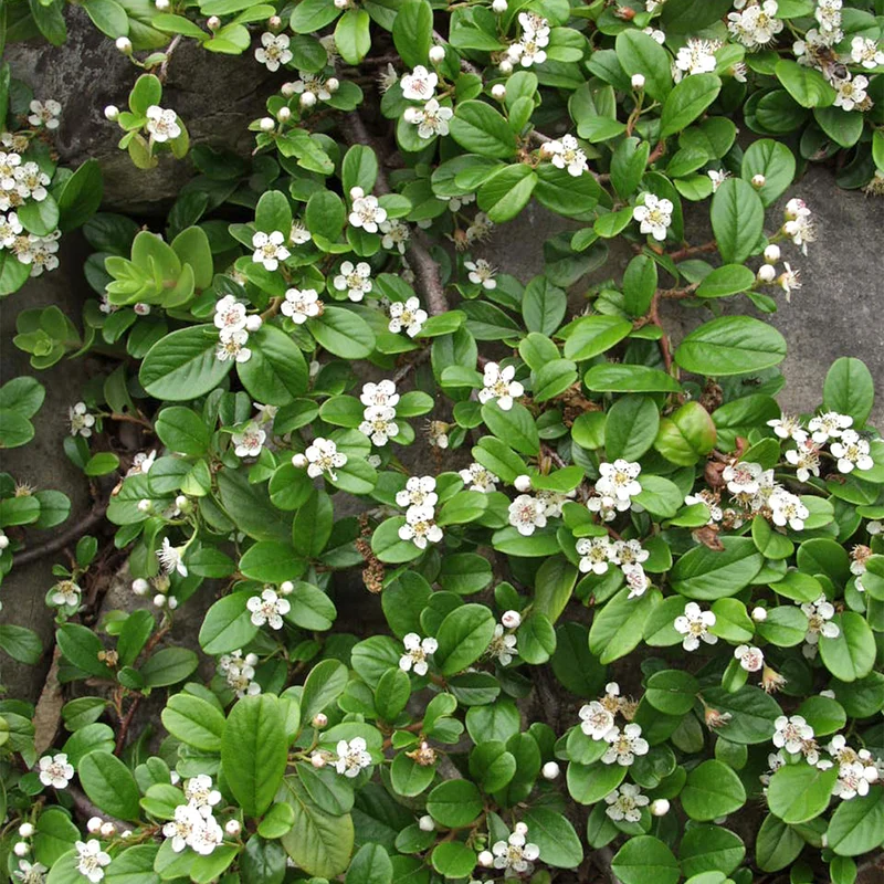 Kriechmispel 'Radicans' (Mehrfach-Set)