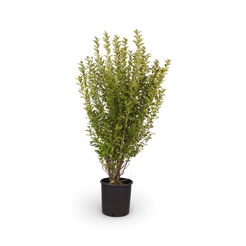 Goldliguster 'Aureum'