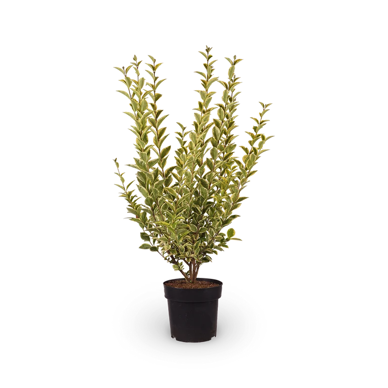 Goldliguster 'Aureum'