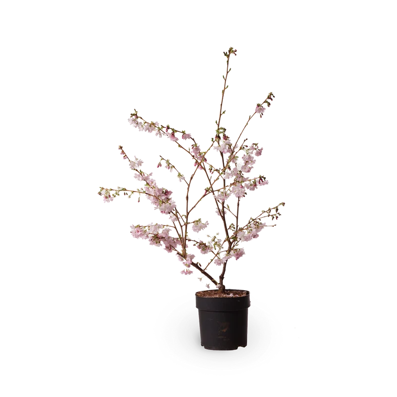 Frühe Zierkirsche 'Accolade'
