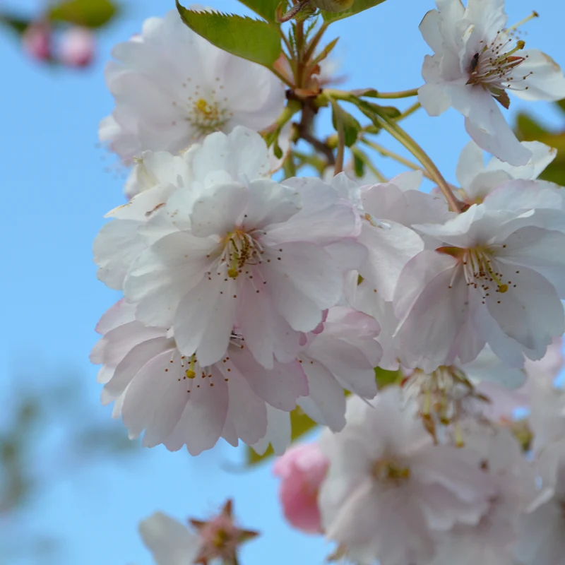 Frühe Zierkirsche 'Accolade'
