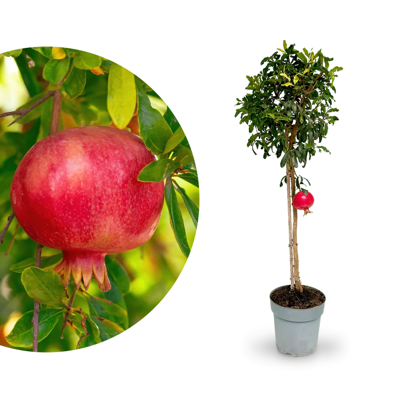 Granatapfelbaum