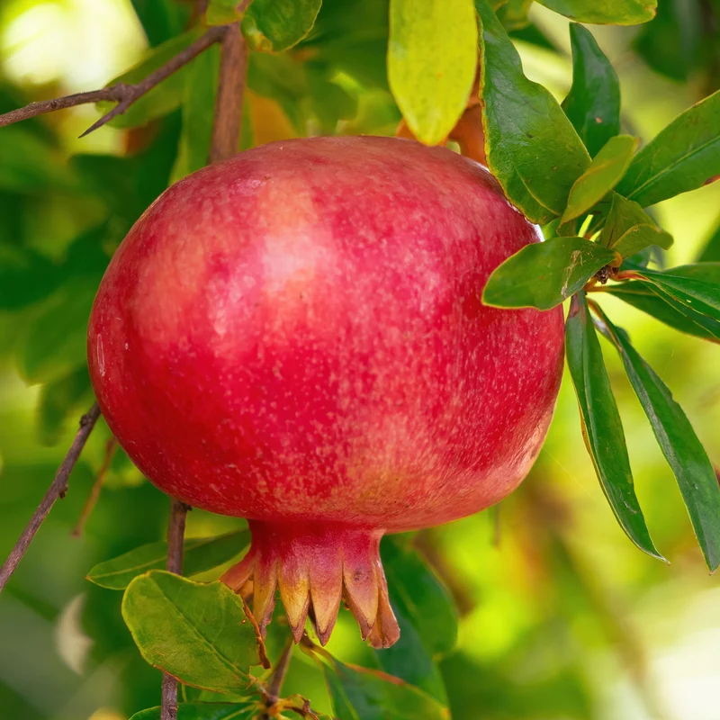 Granatapfelbaum