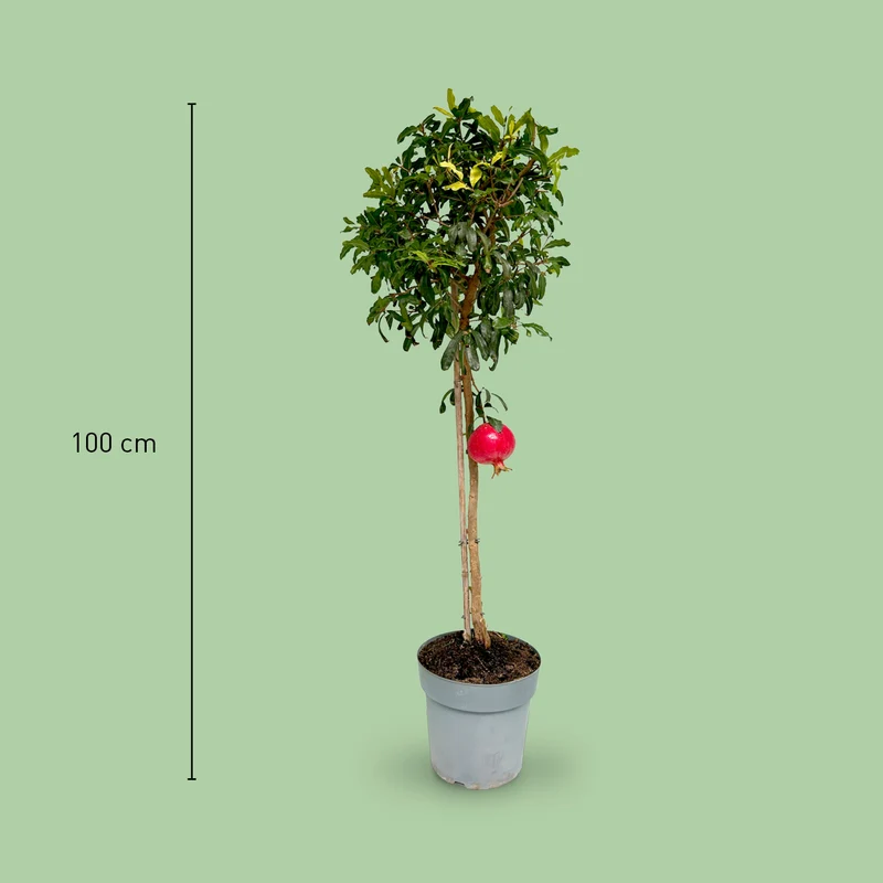 Granatapfelbaum