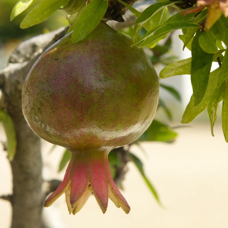Zwerg-Granatapfel 'Nana'