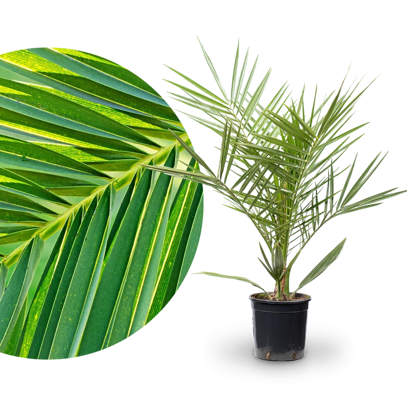 Kanarische Dattelpalme