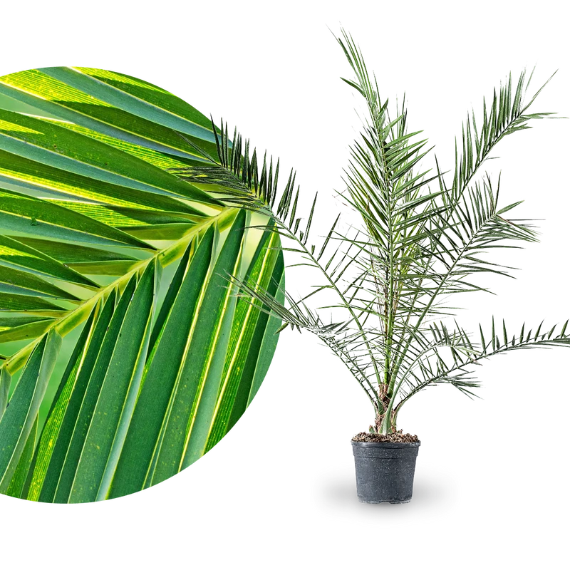 Kanarische Dattelpalme