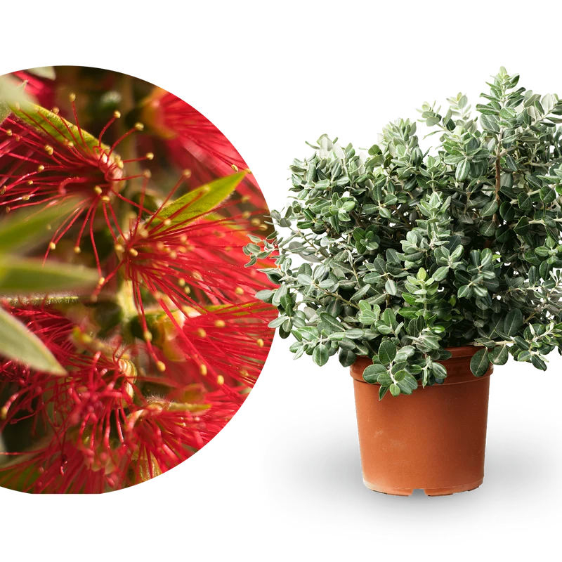 Eisenholzbaum Rot