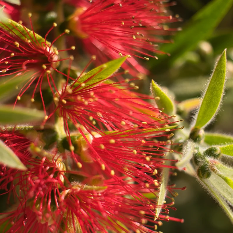 Eisenholzbaum Rot