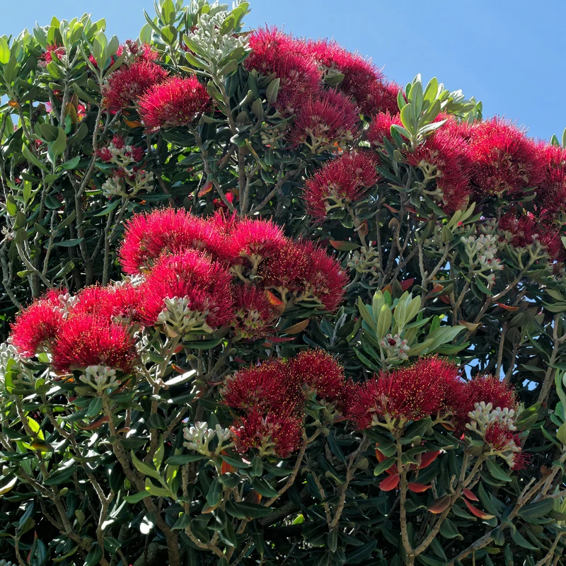 Eisenholzbaum Rot