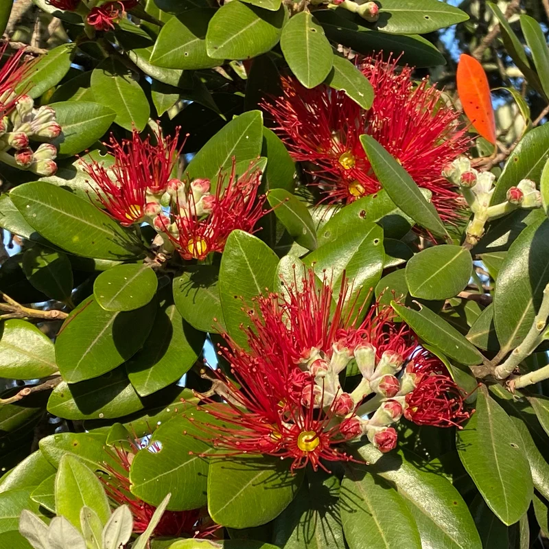 Eisenholzbaum Rot