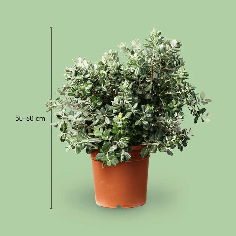 Eisenholzbaum Rot