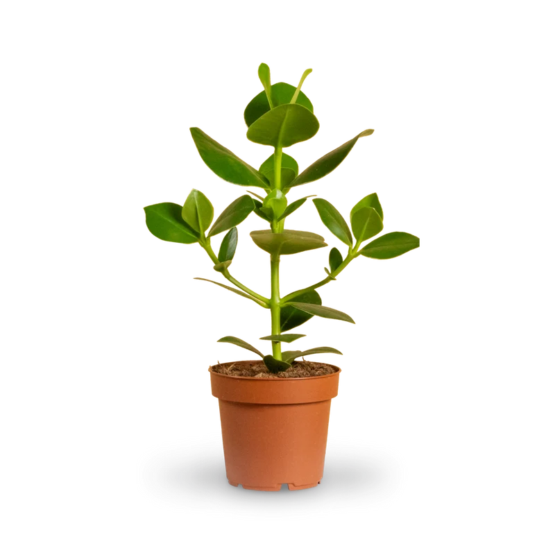 Clusia 'Princess'