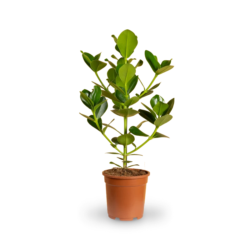 Clusia 'Princess'