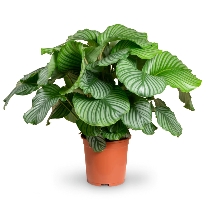 Calathea orbifolia XXL-Größe