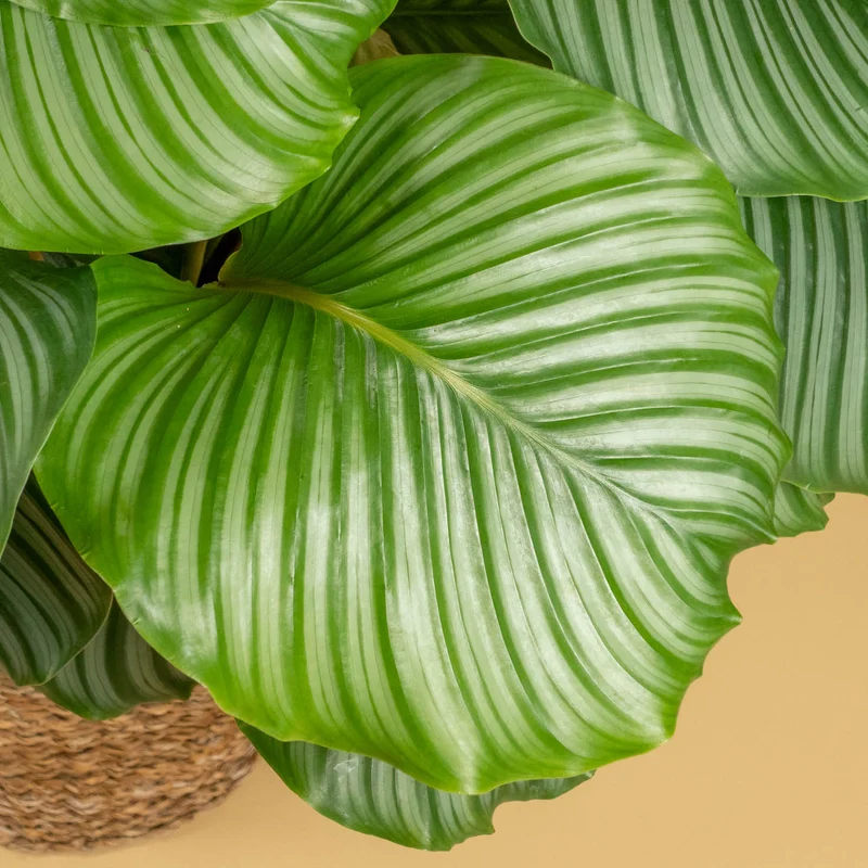 Calathea orbifolia XXL-Größe