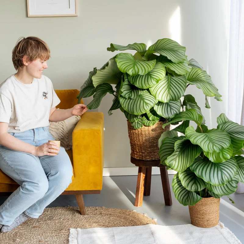 Calathea orbifolia XXL-Größe