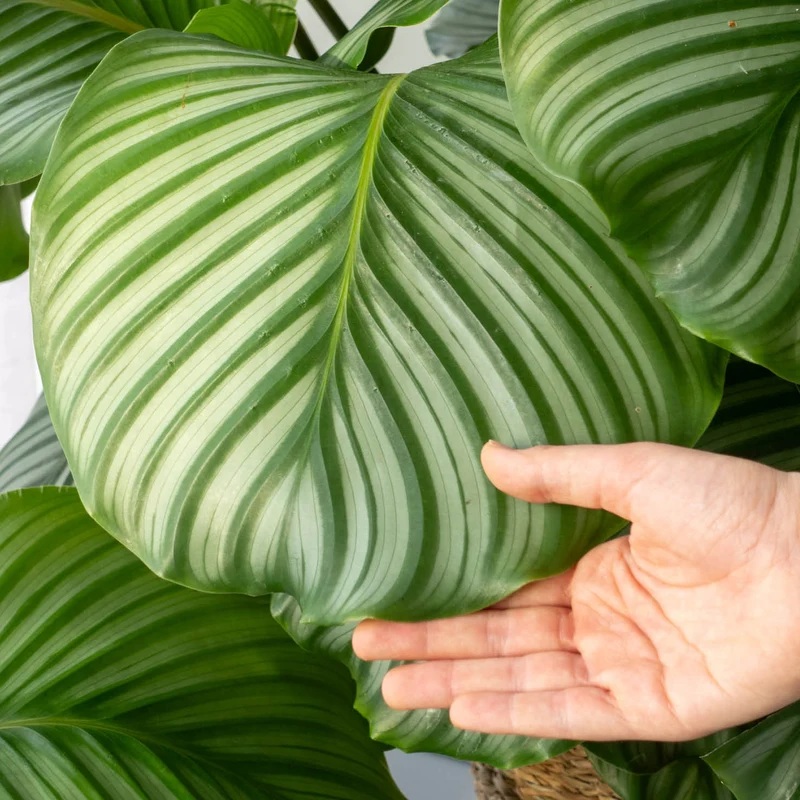 Calathea orbifolia XXL-Größe