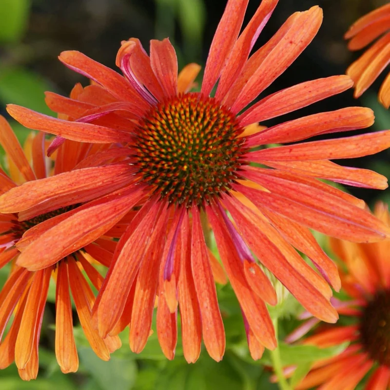 Echinacea Seeds (Tomato Soup Echinacea Seeds) - Vibrant Orange-Red Perennial Blooms