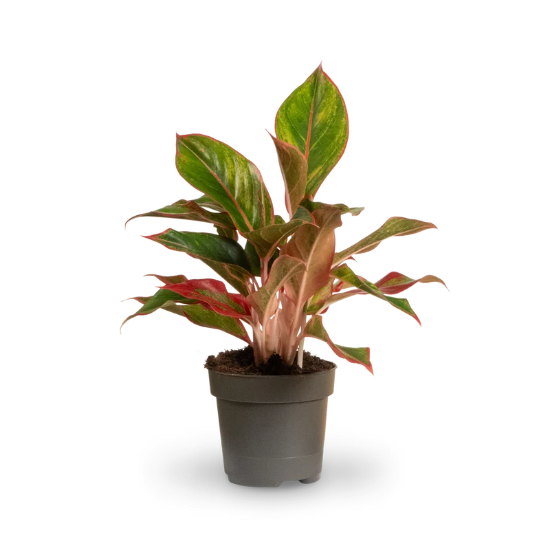 Aglaonema 'Jungle Red'