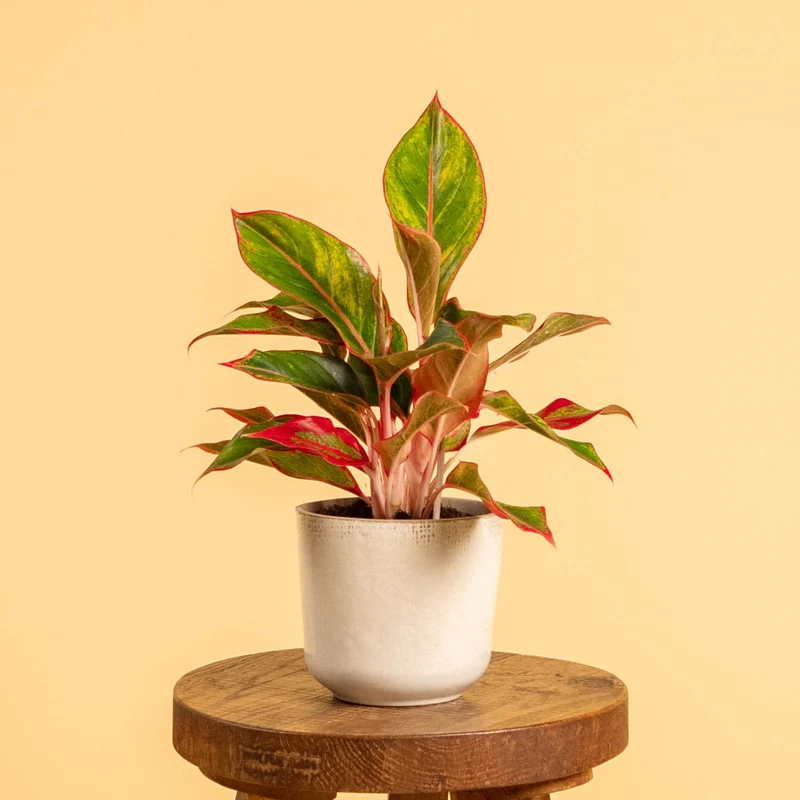 Aglaonema 'Jungle Red'
