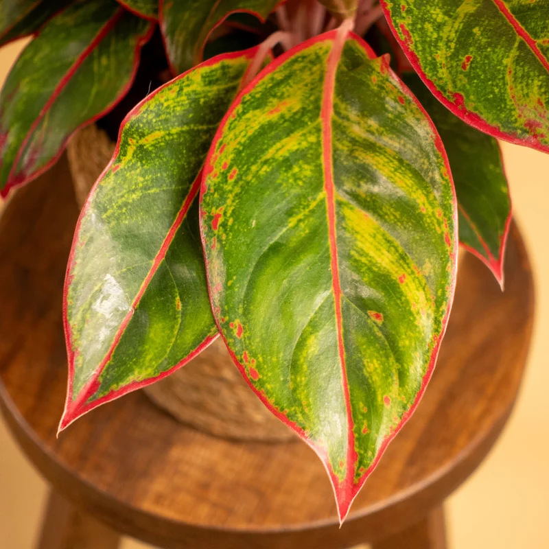 Aglaonema 'Jungle Red'