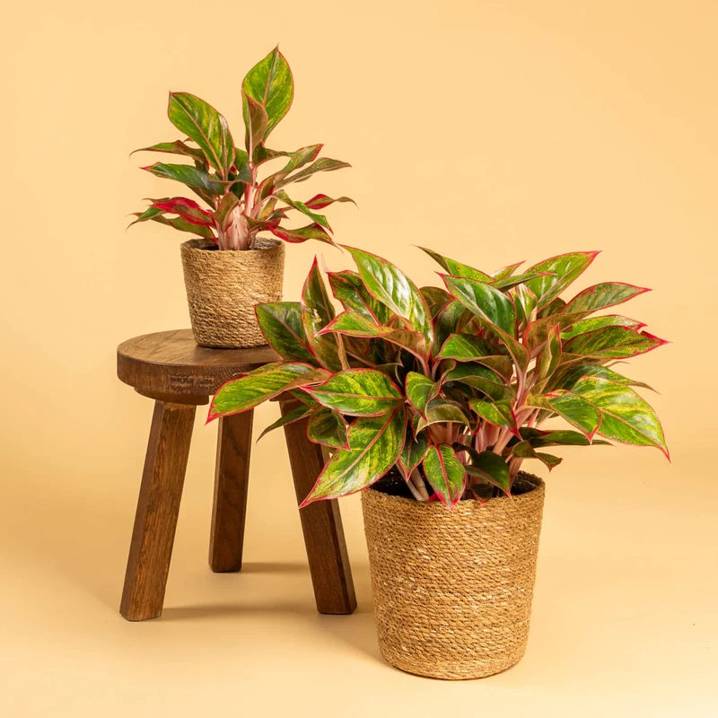 Aglaonema 'Jungle Red'