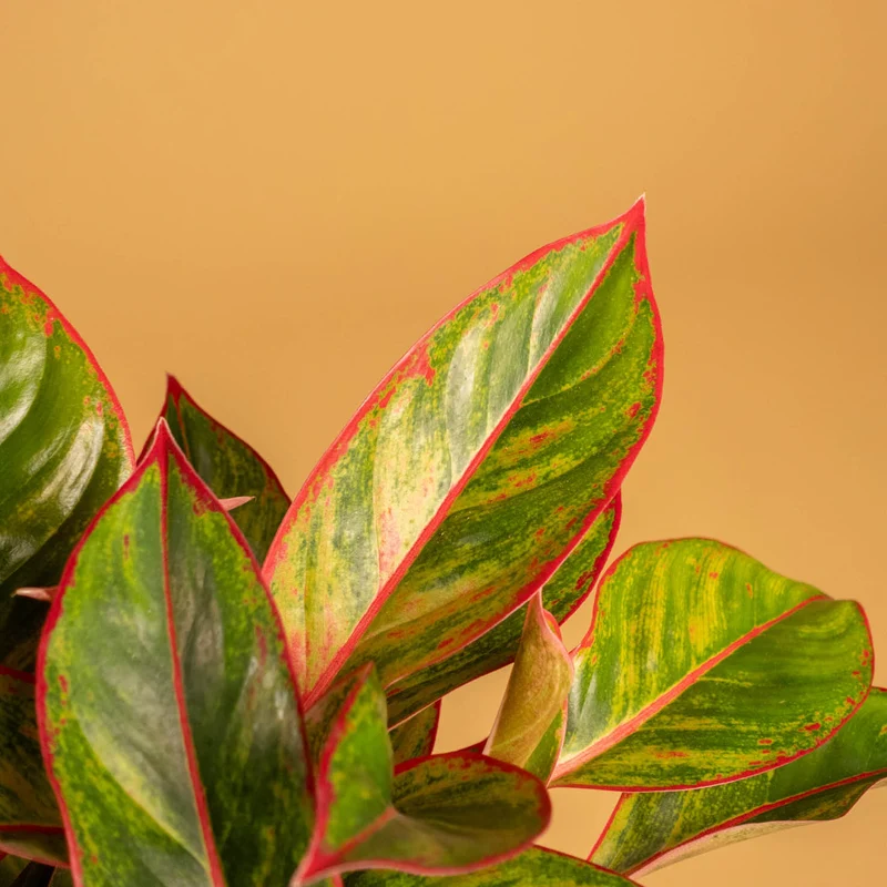 Aglaonema 'Jungle Red'