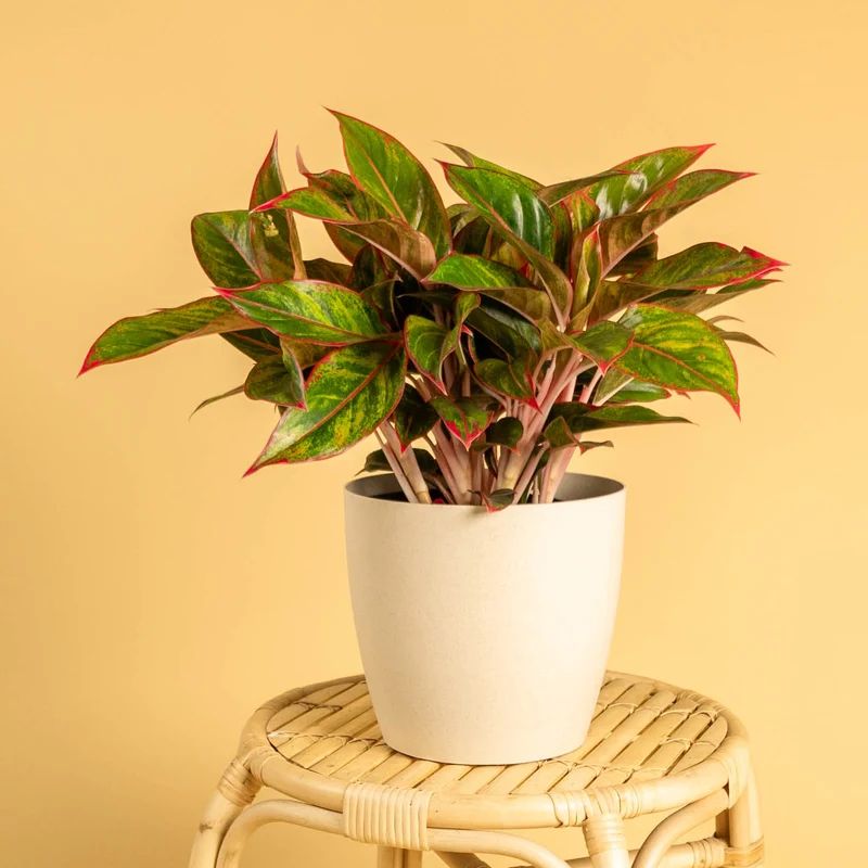 Aglaonema 'Jungle Red'