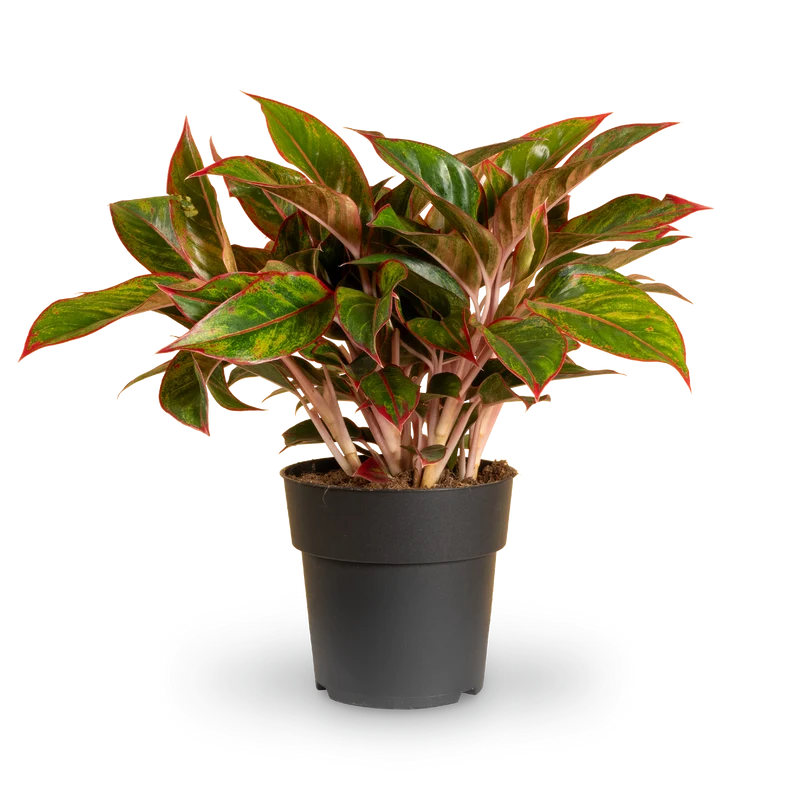 Aglaonema 'Jungle Red'
