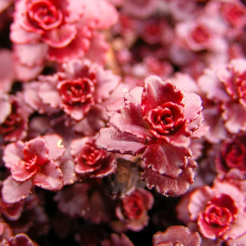Dragon's Blood Stonecrop Seeds for Planting