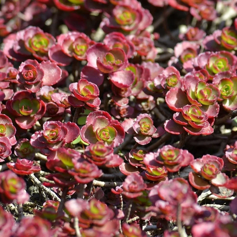 Dragon's Blood Stonecrop Seeds for Planting