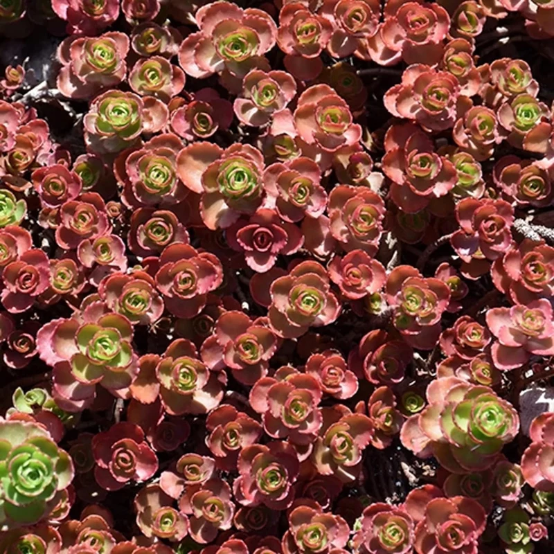 Dragon's Blood Stonecrop Seeds for Planting