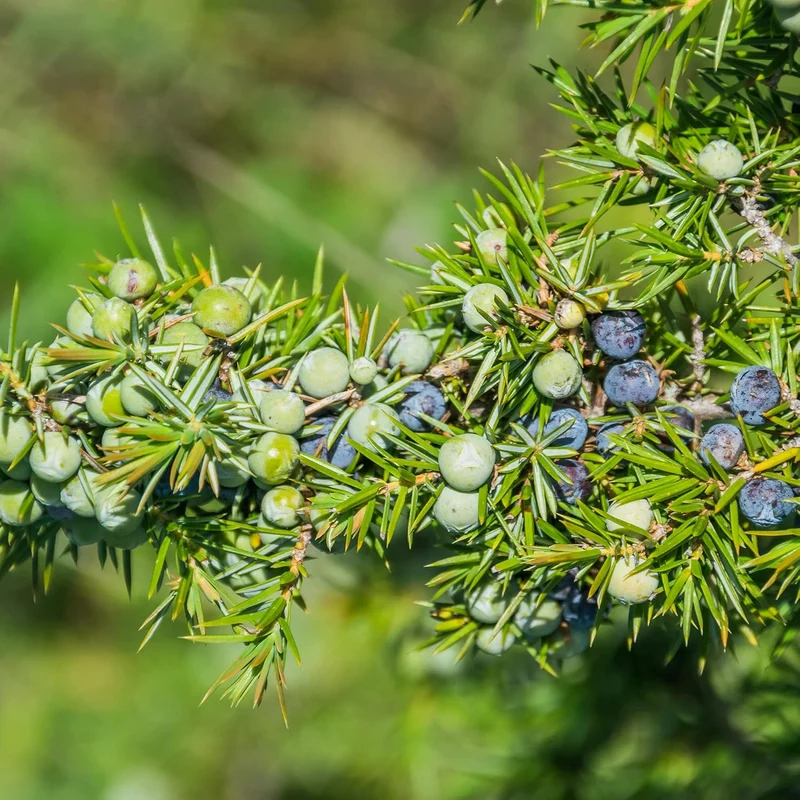 Junipers Seeds Juniperus Communis for Planting, Screening, Evergreen Border, Fast Growing
