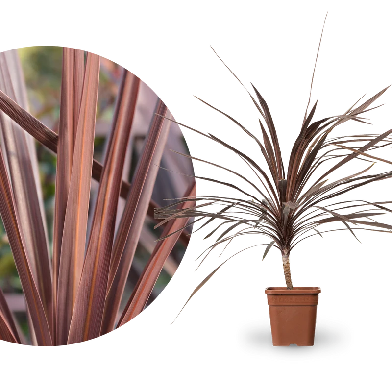 Cordyline australis 'Red Star'