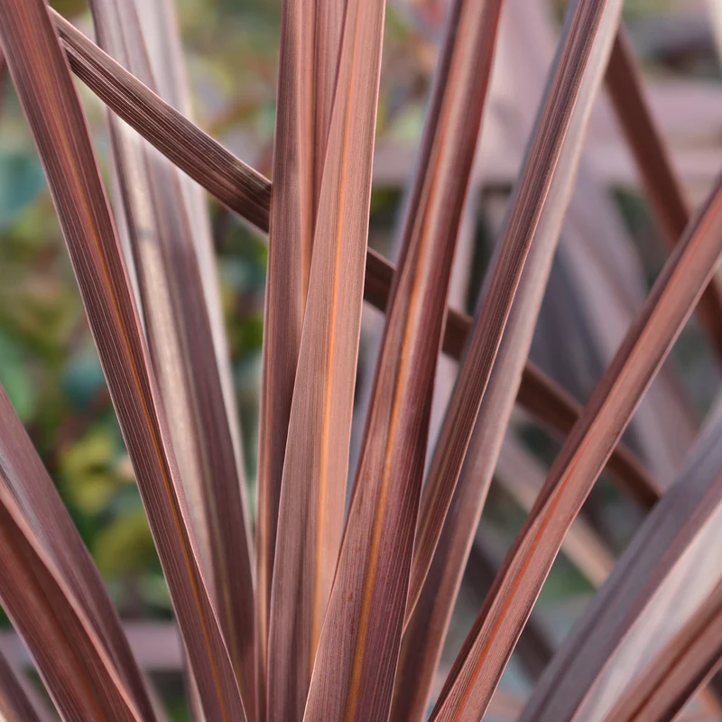 Cordyline australis 'Red Star'