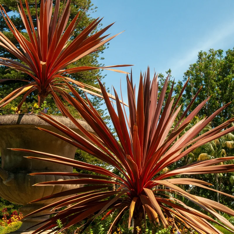Cordyline australis 'Red Star'