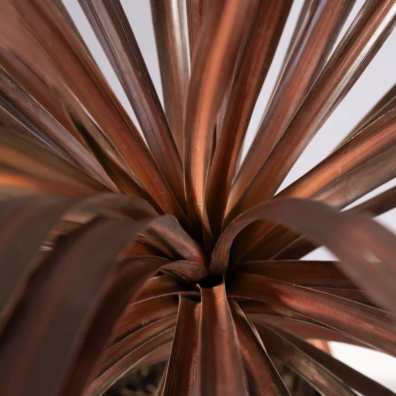 Cordyline australis 'Red Star'