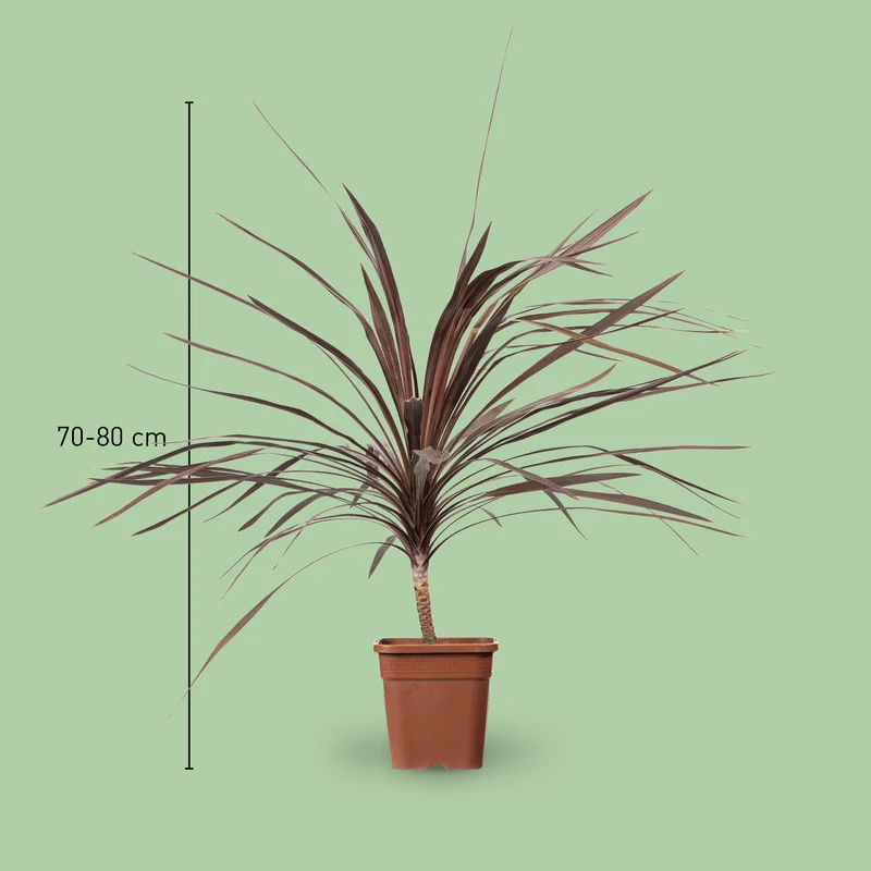 Cordyline australis 'Red Star'