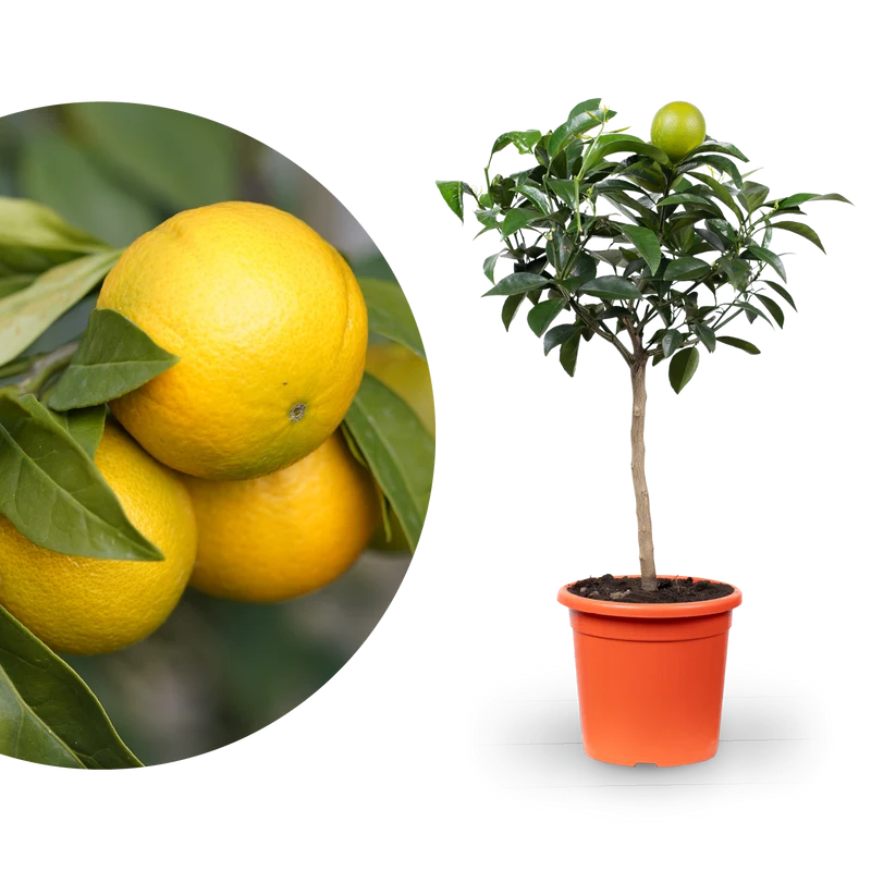 Nabel-Orange ORANGE TIME® 'Navelina'