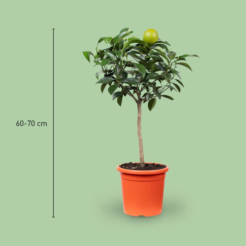 Nabel-Orange ORANGE TIME® 'Navelina'