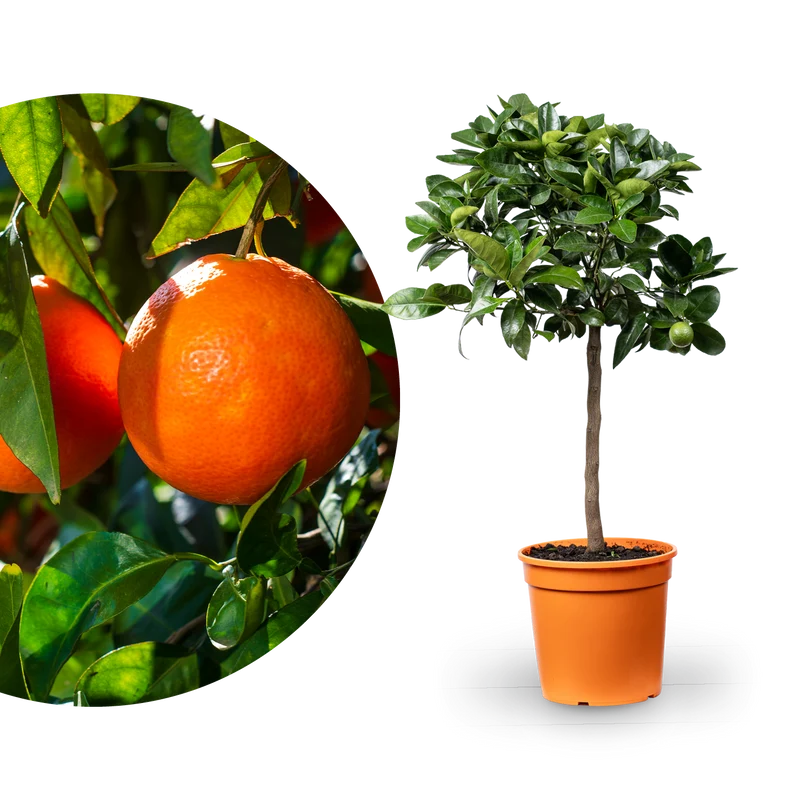 Blutorange ORANGE TIME® 'Moro'