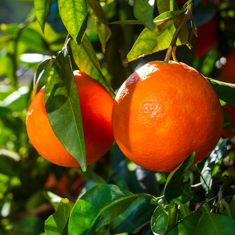 Blutorange ORANGE TIME® 'Moro'