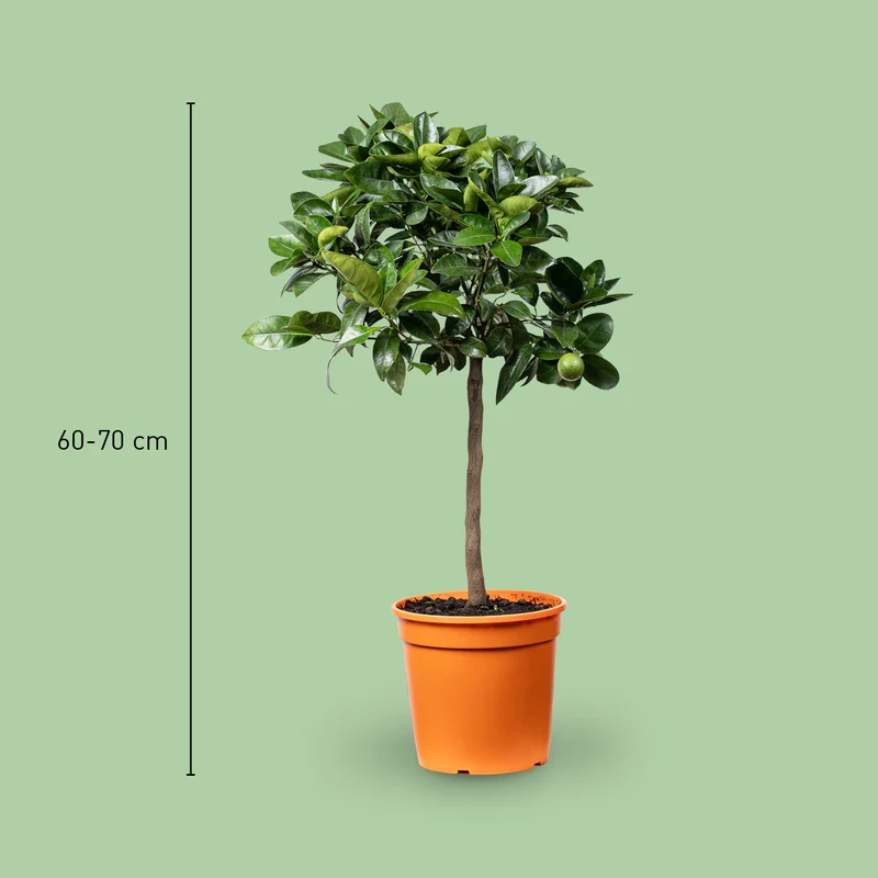 Blutorange ORANGE TIME® 'Moro'