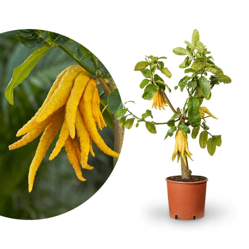 Buddhas Hand Zitrone LEMON TIME®