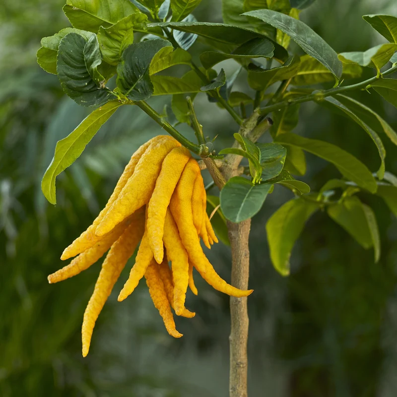 Buddhas Hand Zitrone LEMON TIME®