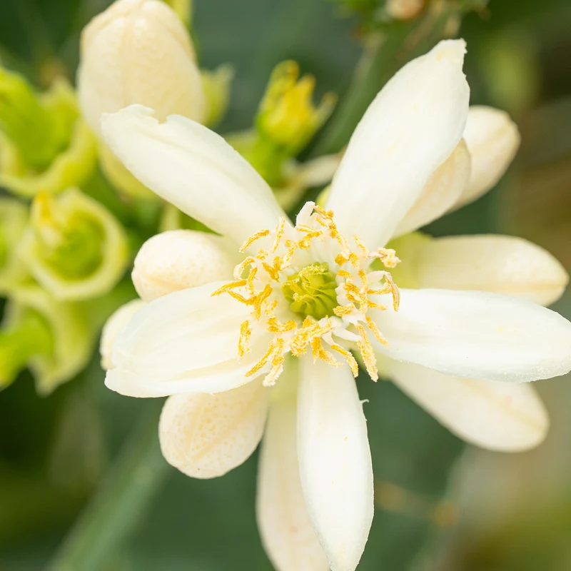 Buddhas Hand Zitrone LEMON TIME®