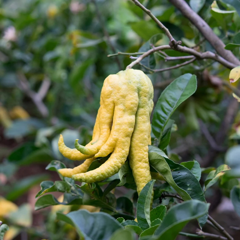 Buddhas Hand Zitrone LEMON TIME®