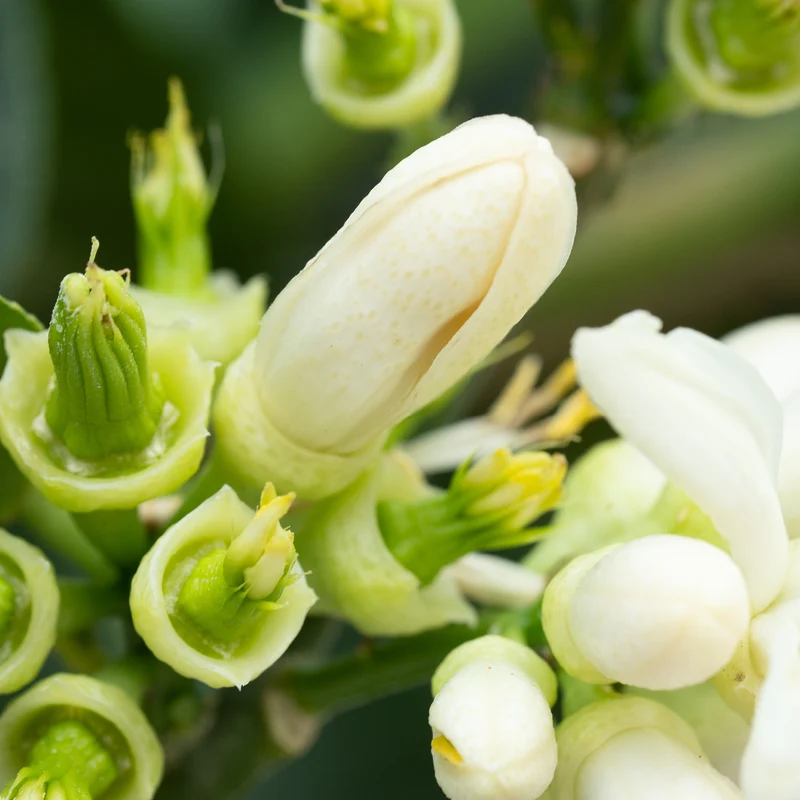 Buddhas Hand Zitrone LEMON TIME®
