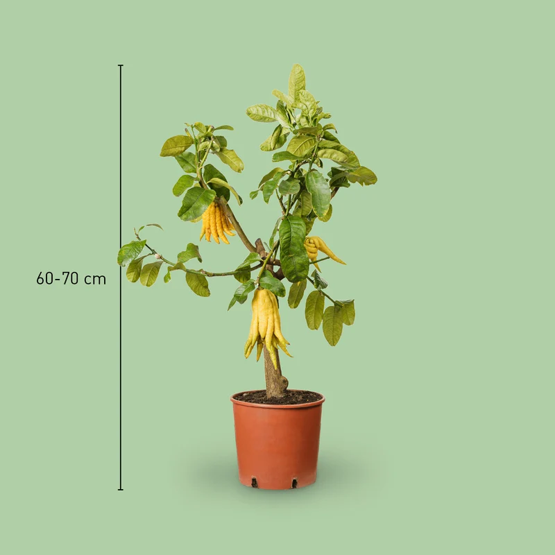 Buddhas Hand Zitrone LEMON TIME®